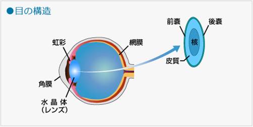 目の構造