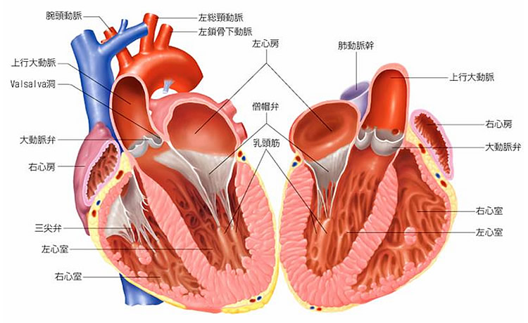 僧帽弁閉鎖不全と心不全